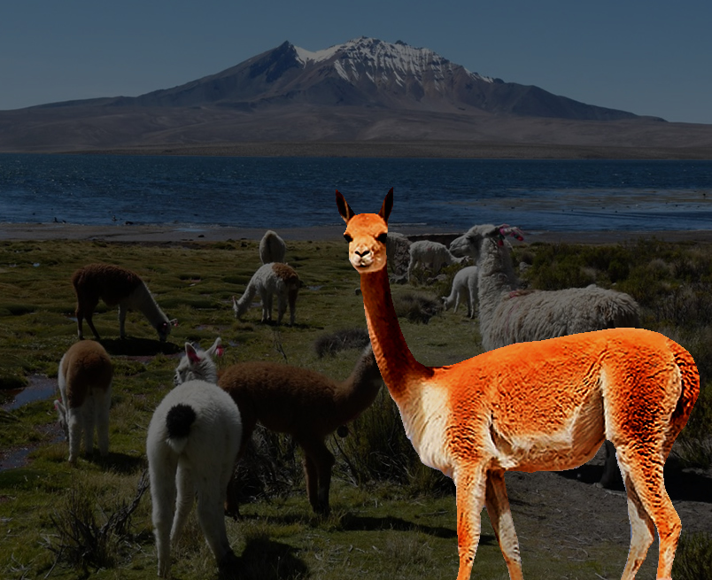 Altiplano from Arica